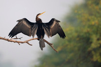 Snake bird (darter)