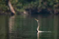 Snake bird (darter)