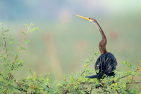 Snake bird (darter)
