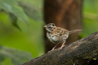 Rufous-collared Sparrow
