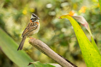 Rufous-collared Sparrow