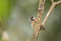 Rufous-collared Sparrow