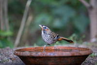 Rufous chin laughing thrush