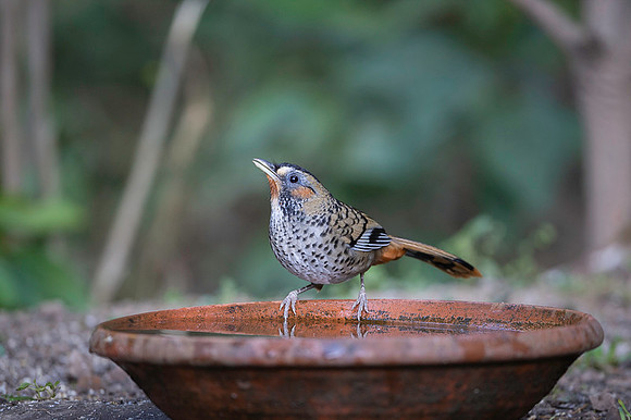 Rufous chin laughing thrush