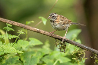 Rufous-collared Sparrow