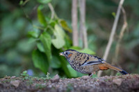 Rufous chin laughing thrush