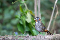 Rufous chin laughing thrush