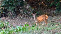 Red Brocket