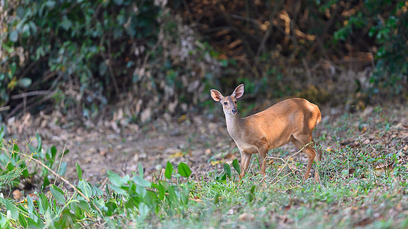 Red Brocket