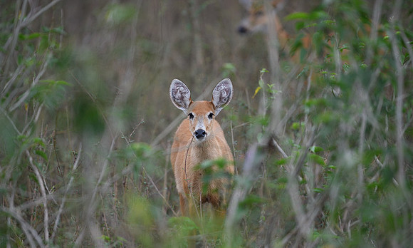 Red Brocket