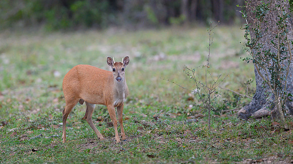Red Brocket