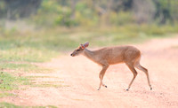 Red Brocket