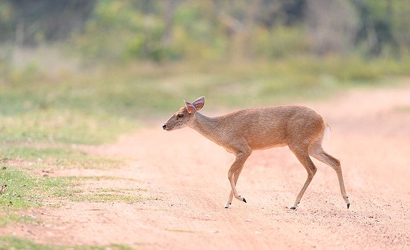 Red Brocket