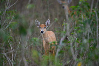 Red Brocket