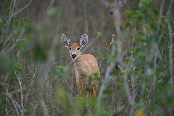 Red Brocket