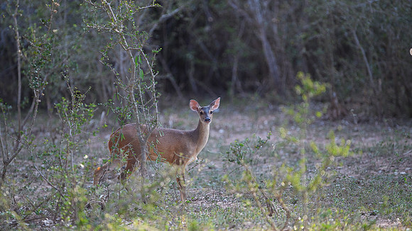 Red Brocket