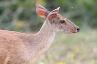 Red Brocket