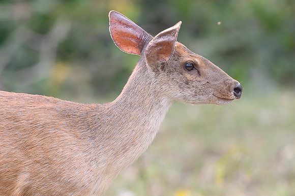 Red Brocket