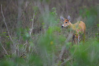 Red Brocket