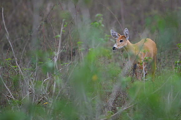Red Brocket