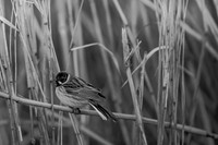 Reed Bunting / Potrzos