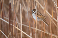 Reed Bunting / Potrzos