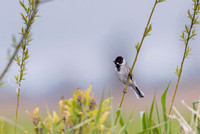 Reed Bunting / Potrzos