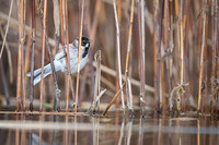Reed Bunting / Potrzos