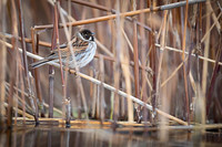 Reed Bunting / Potrzos