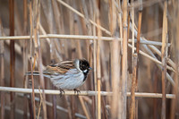 Reed Bunting / Potrzos