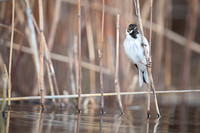 Reed Bunting / Potrzos
