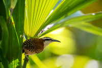 Rufous-naped Wren
