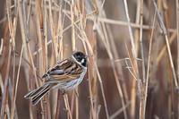 Reed Bunting / Potrzos