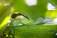 Rufous-naped Wren