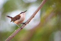Rufous-naped Wren