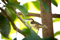 Rufous-naped Wren