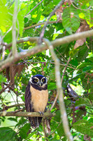 Spectacled Owl