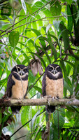 Spectacled Owl
