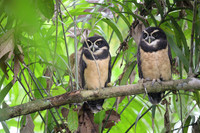 Spectacled Owl
