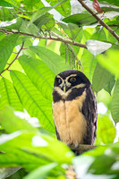 Spectacled Owl