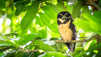 Spectacled Owl