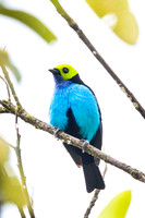 Paradise Tanager