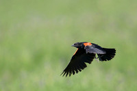 Red-wined Blackbird