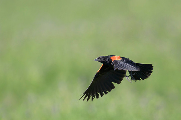 Red-wined Blackbird