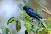 Shiny Cowbird