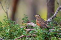 Redwing / Droździk