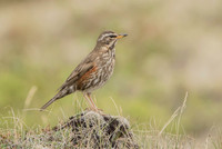 Redwing / Droździk