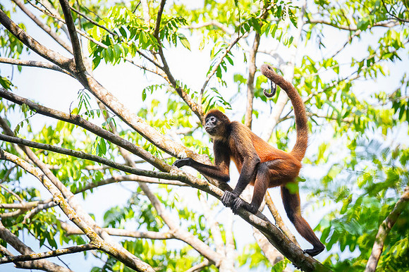 Spider Monkey