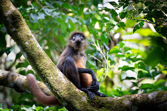 Spider Monkey