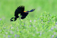 Red-wined Blackbird